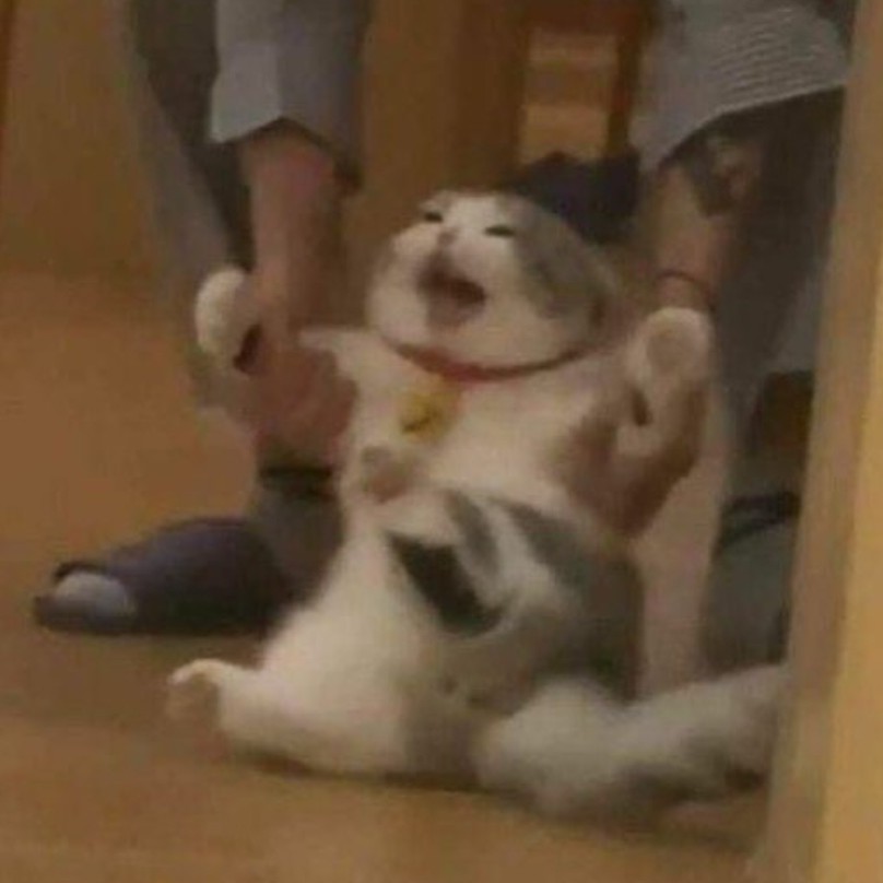 세계최강고양이 프로필