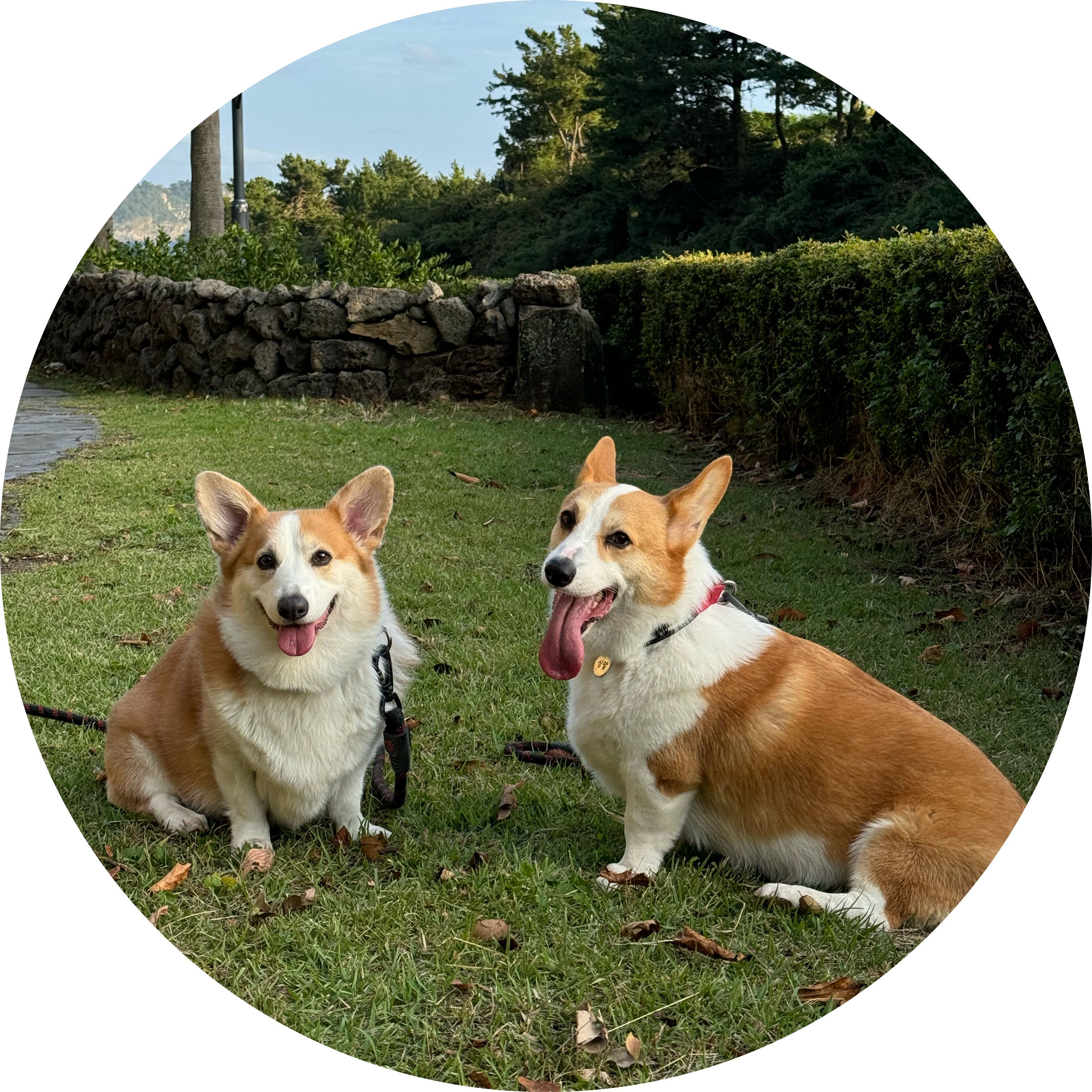 팔순 프로필