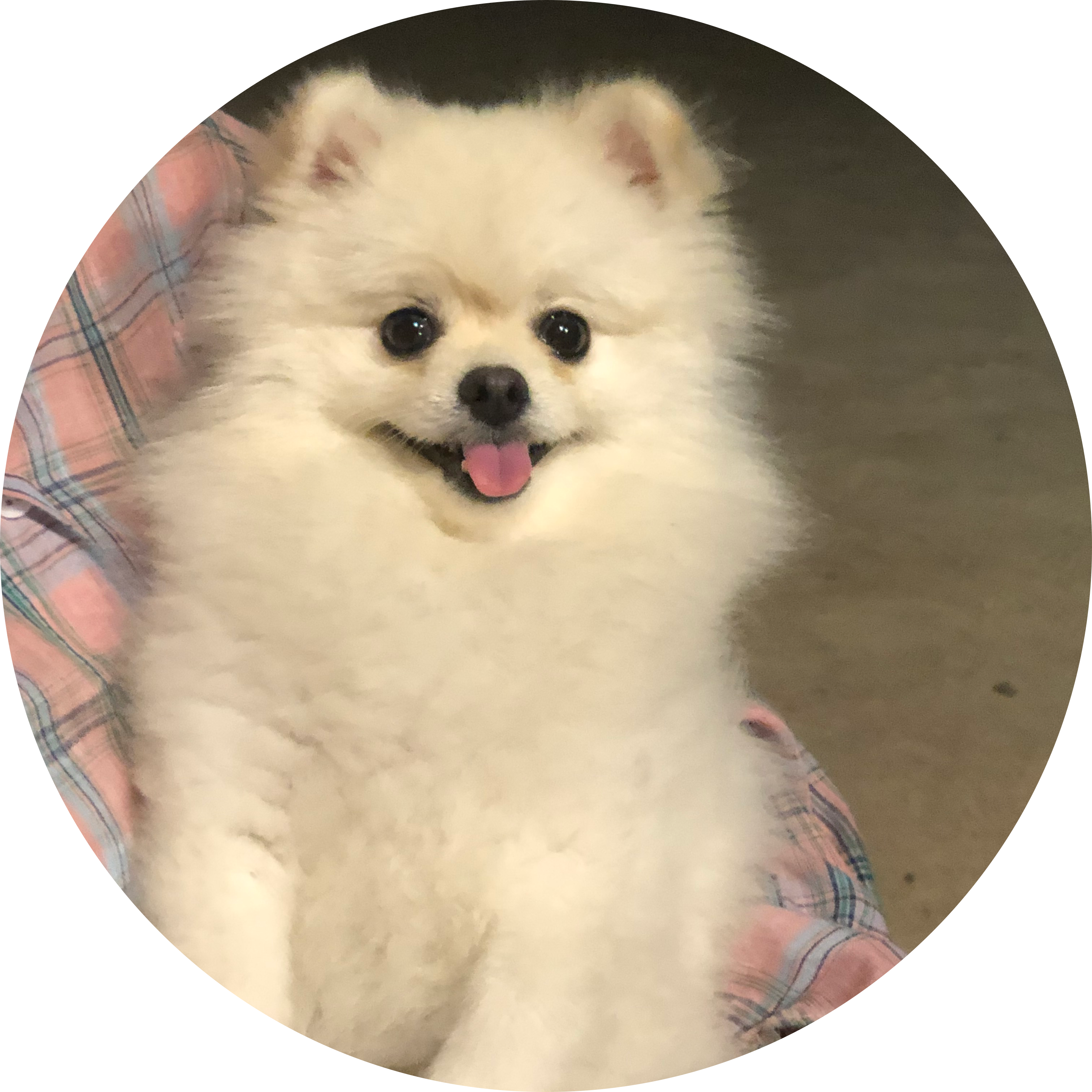 현꼰이 프로필