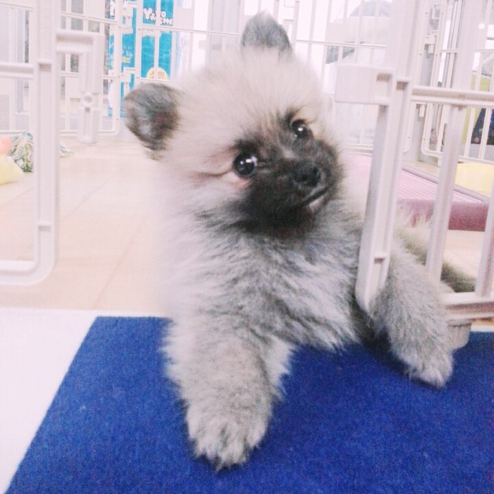레몬고구마 프로필
