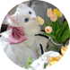 미도온
