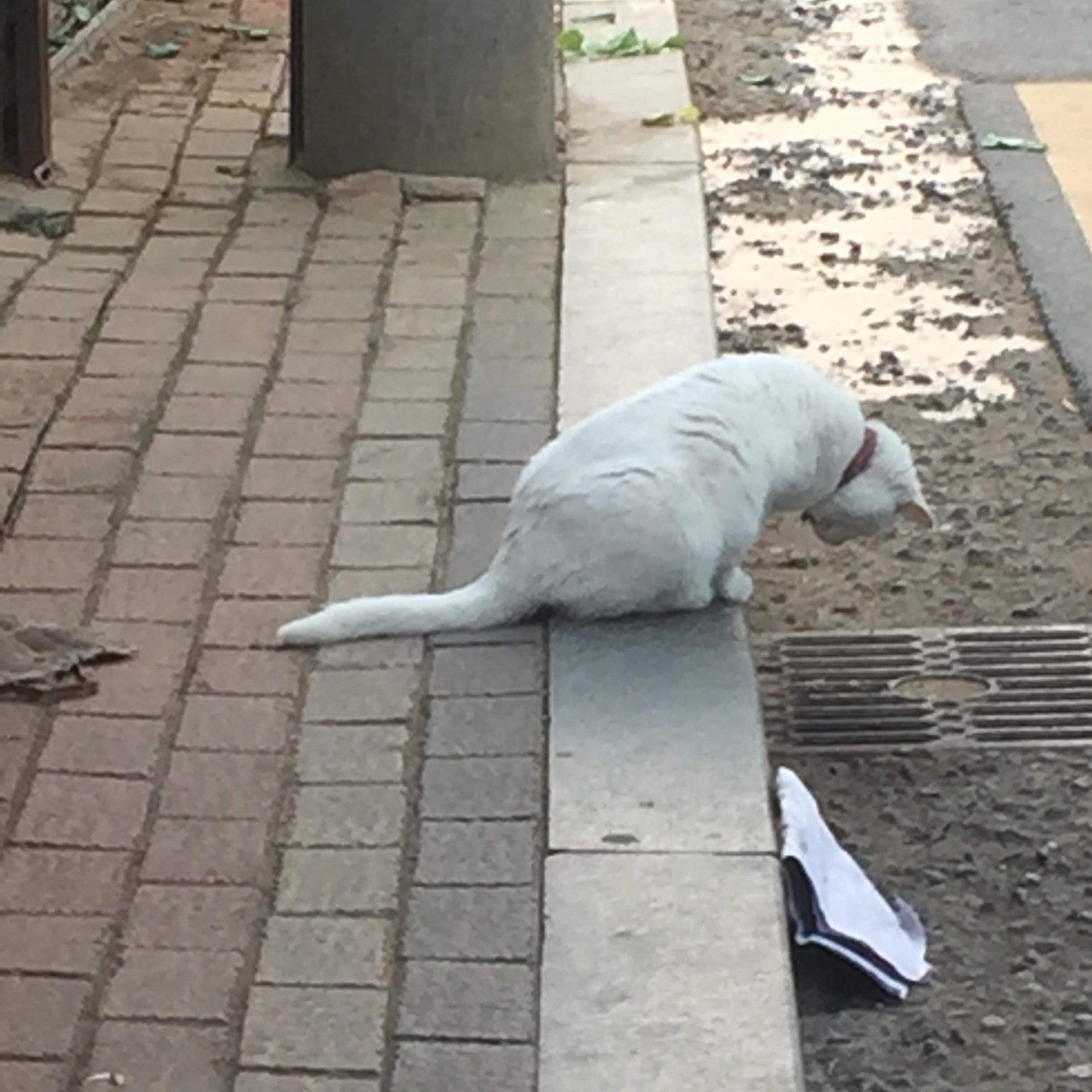 됴토리월드 프로필