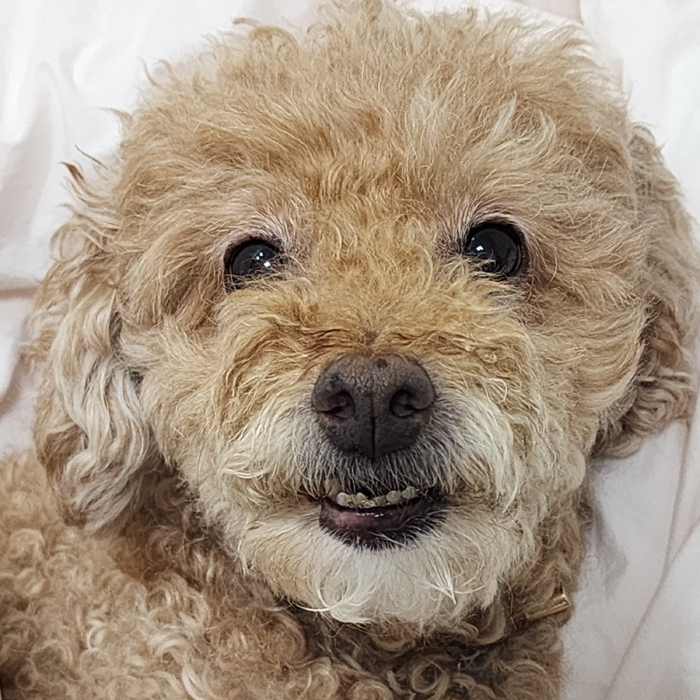 쟁꾸블로꾸 프로필