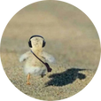 펭이펭이