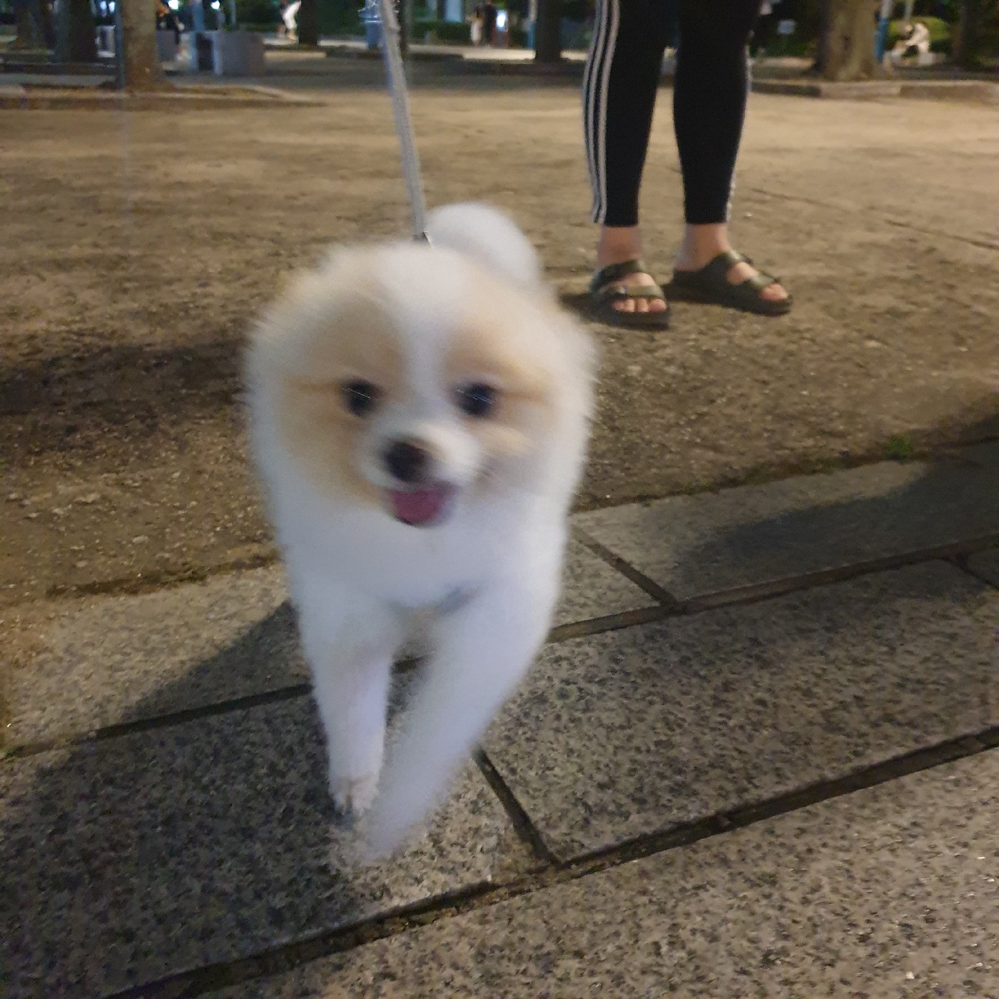 코코도로시 프로필