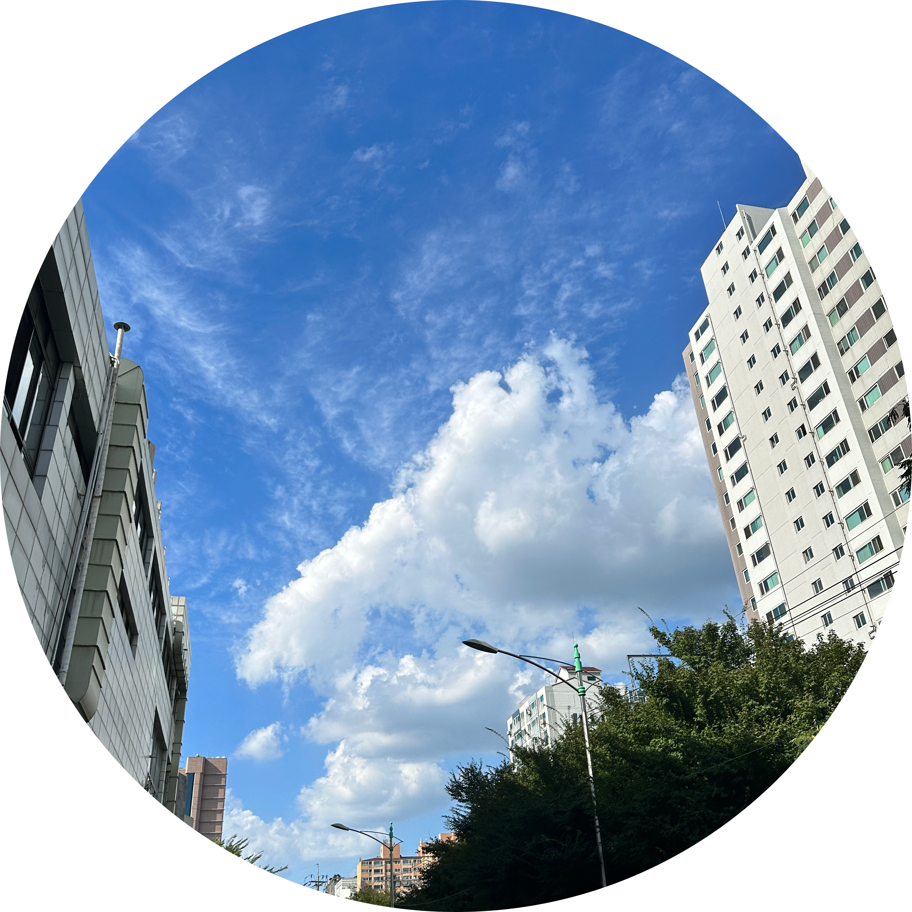 Czi 프로필