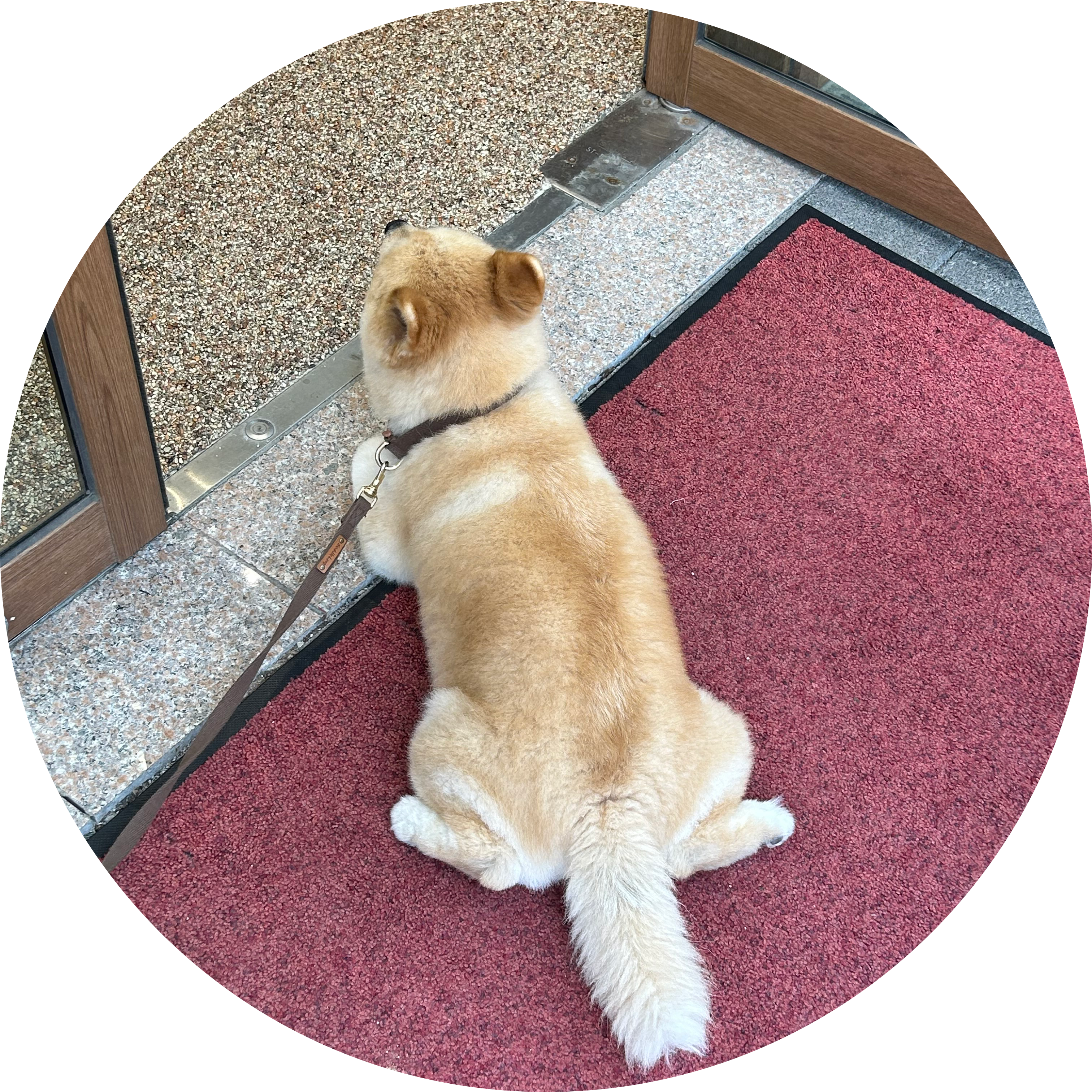 벼리눈낭 프로필