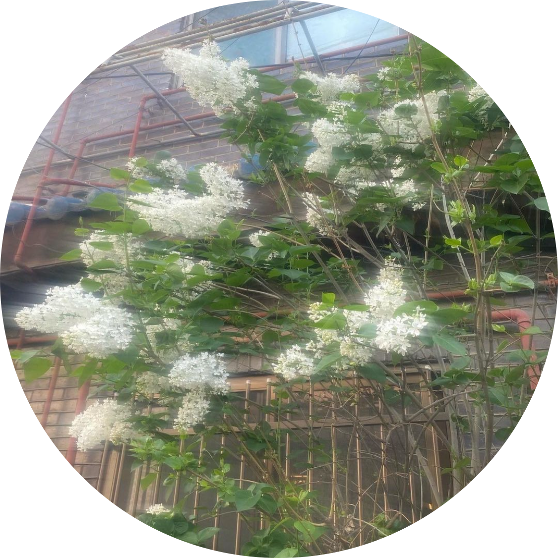 nayeono.1 프로필