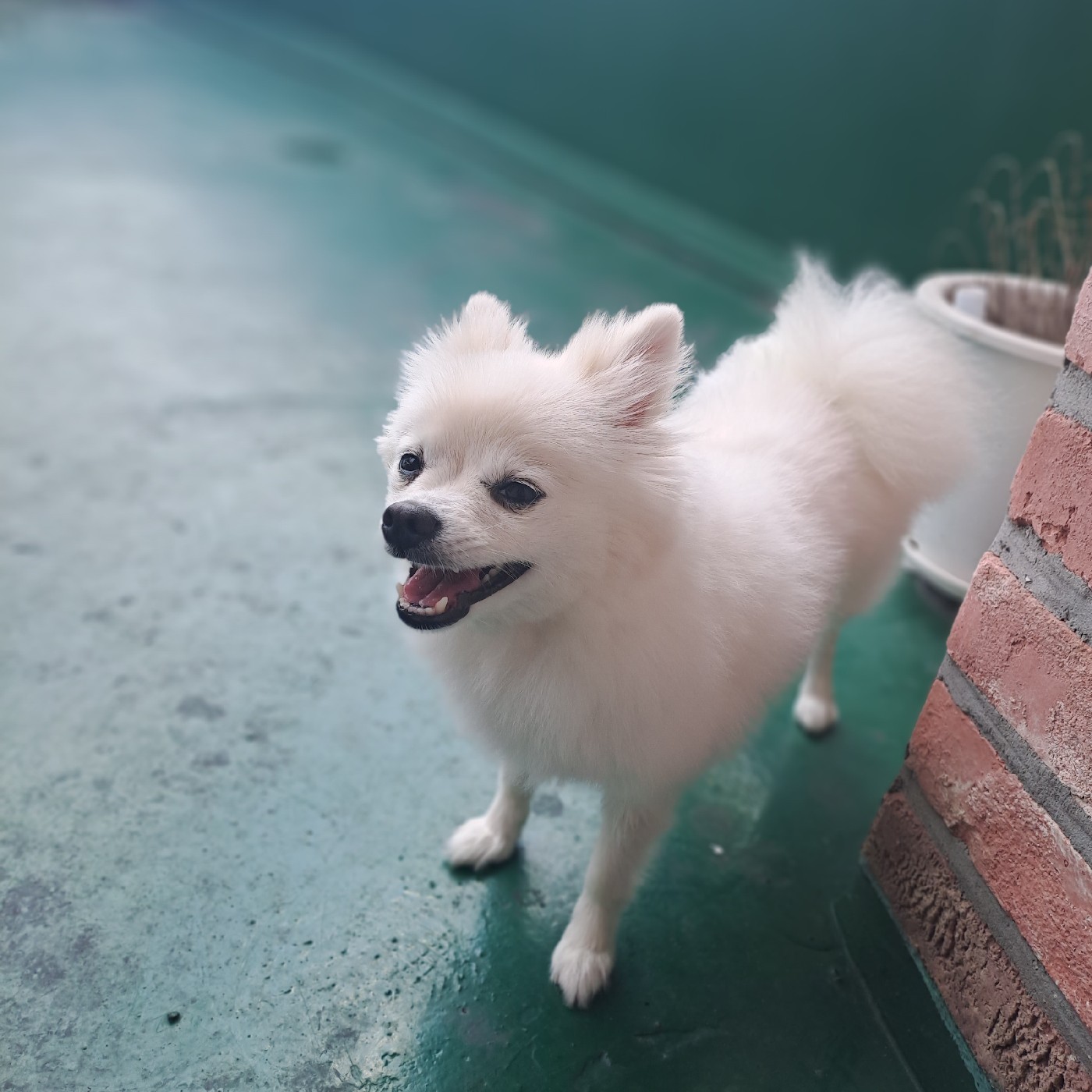 Chloe 프로필