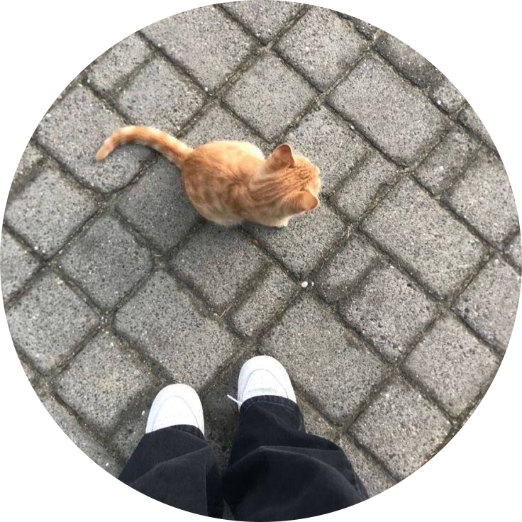 고친자 프로필