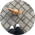 고친자