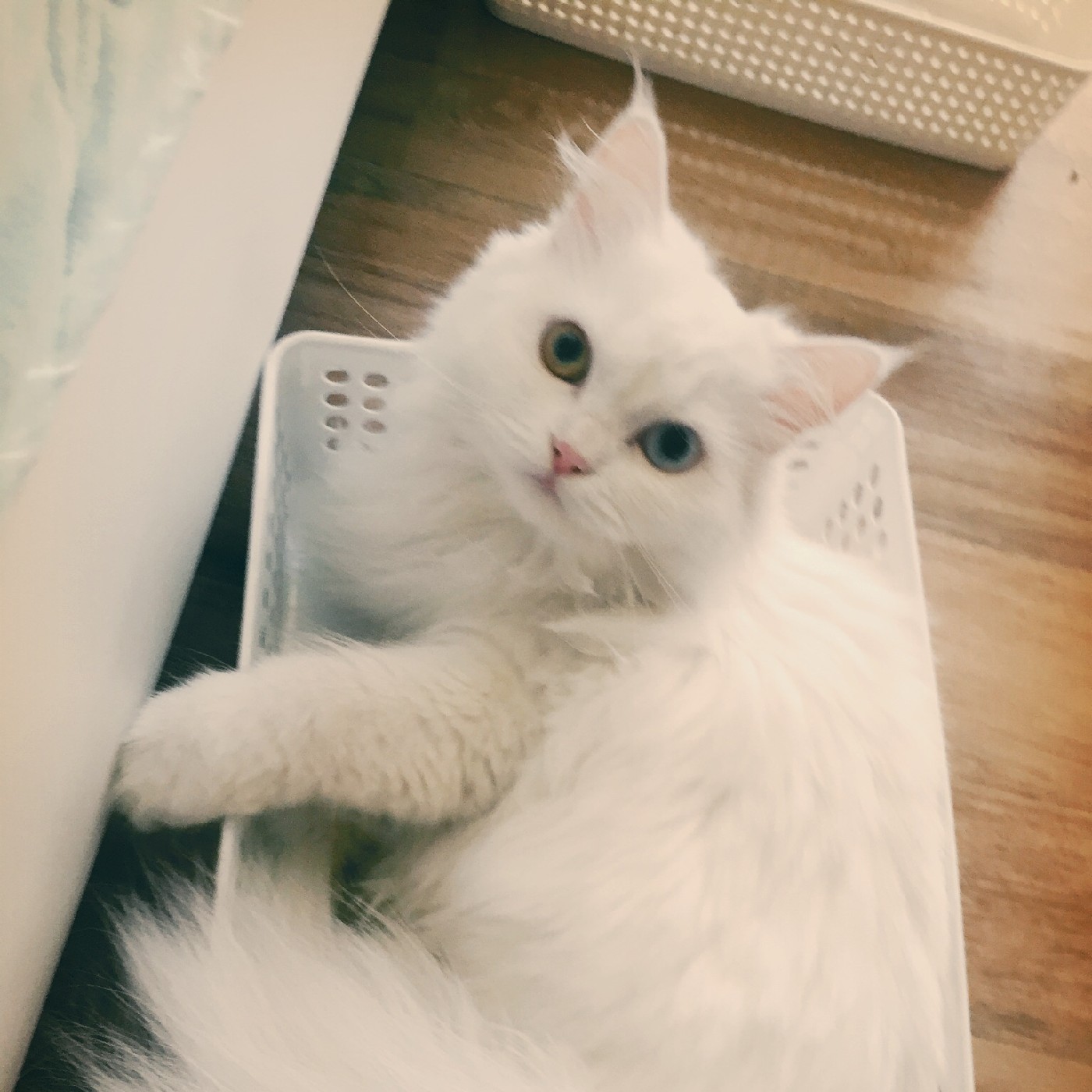 pinklej 프로필