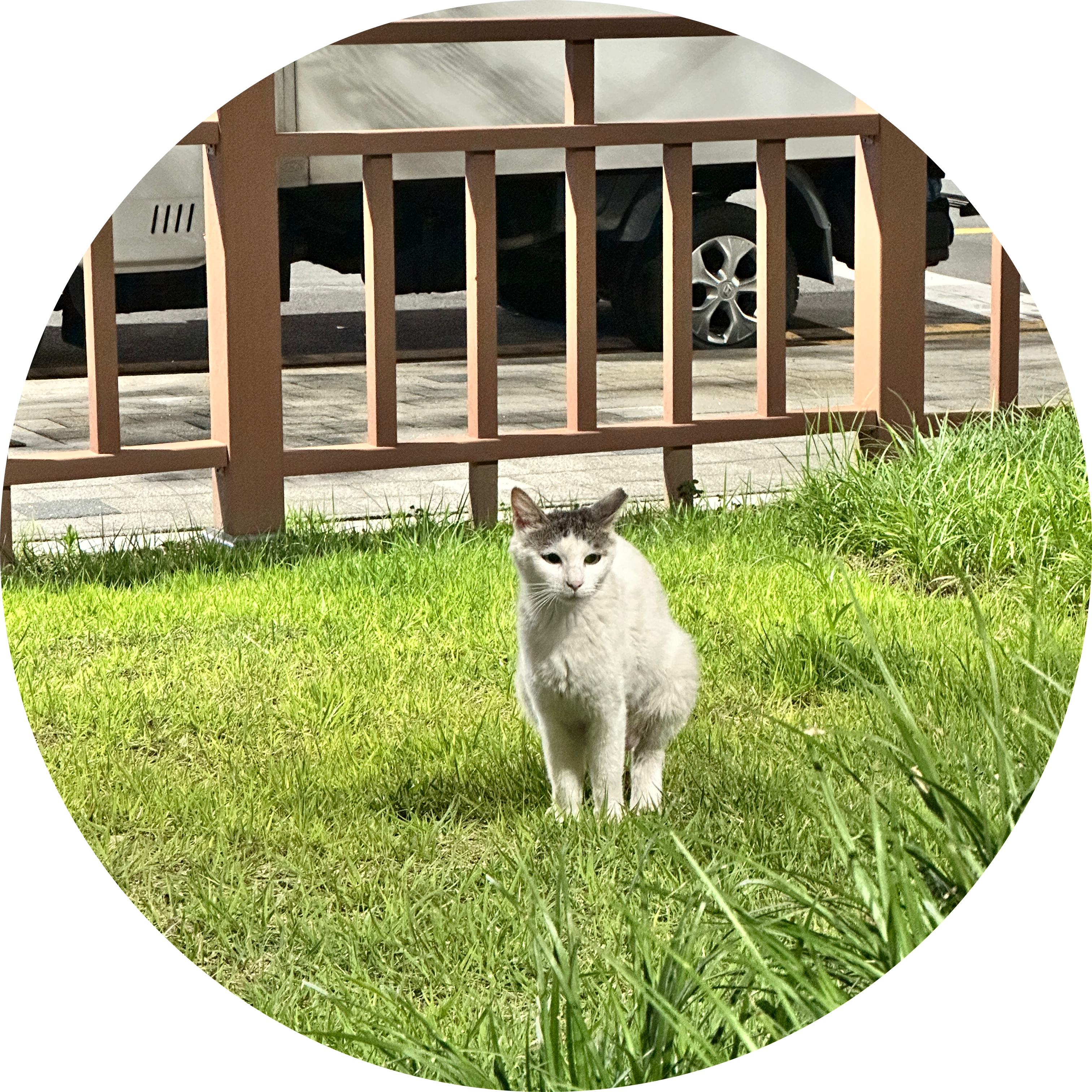 뇸스 프로필