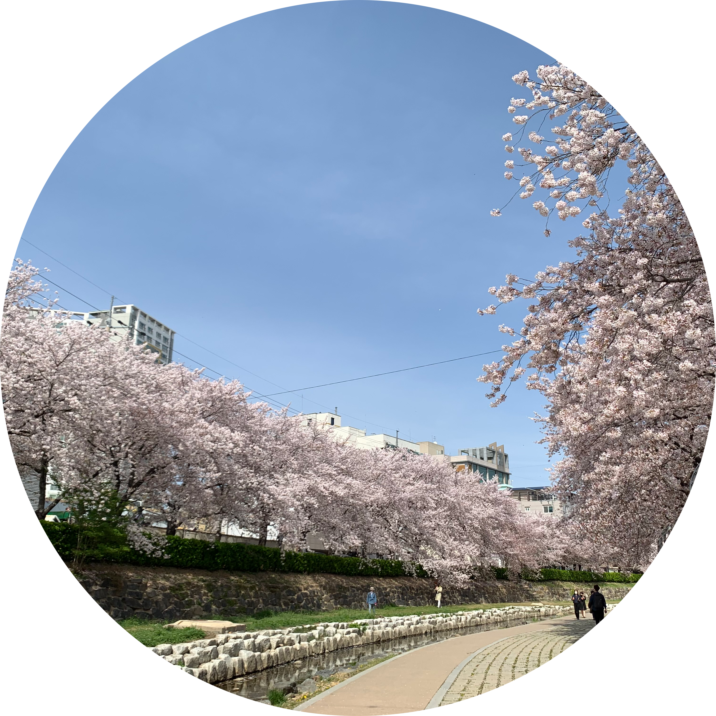 haramee 프로필