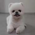 포메라니안루퐁이^^