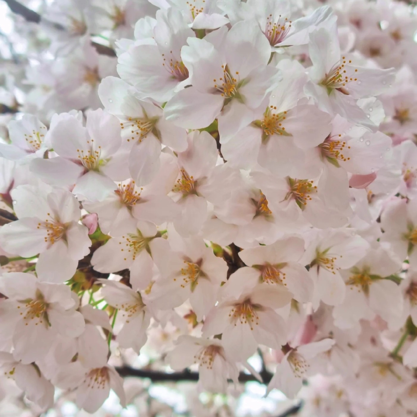 springme 프로필
