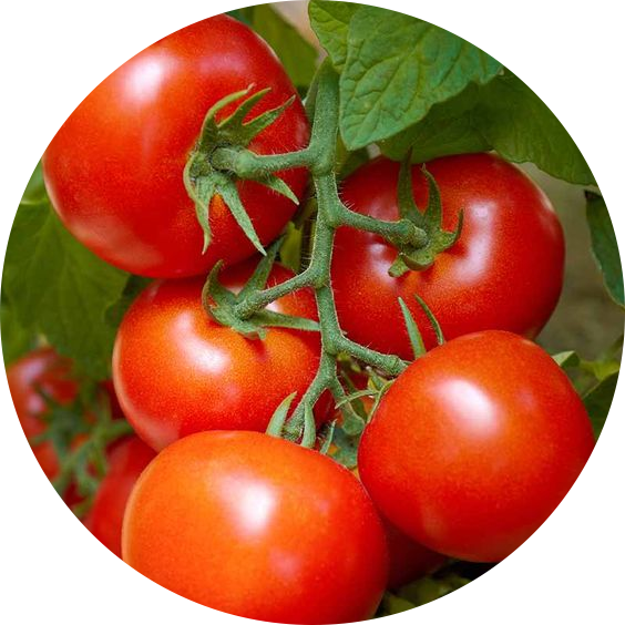 최방토 프로필