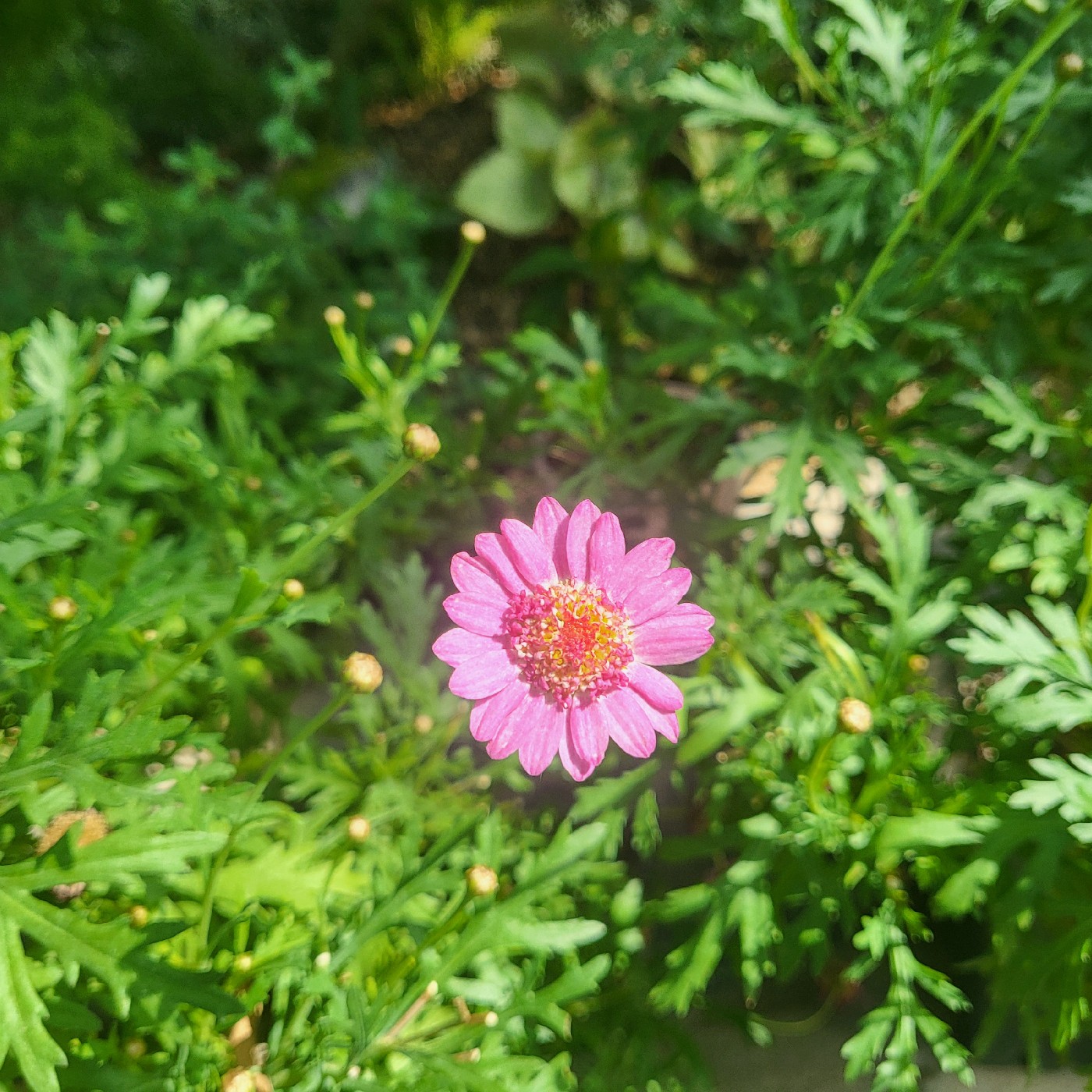 성분연구원 프로필