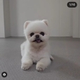 귀엽운포메라니안^^