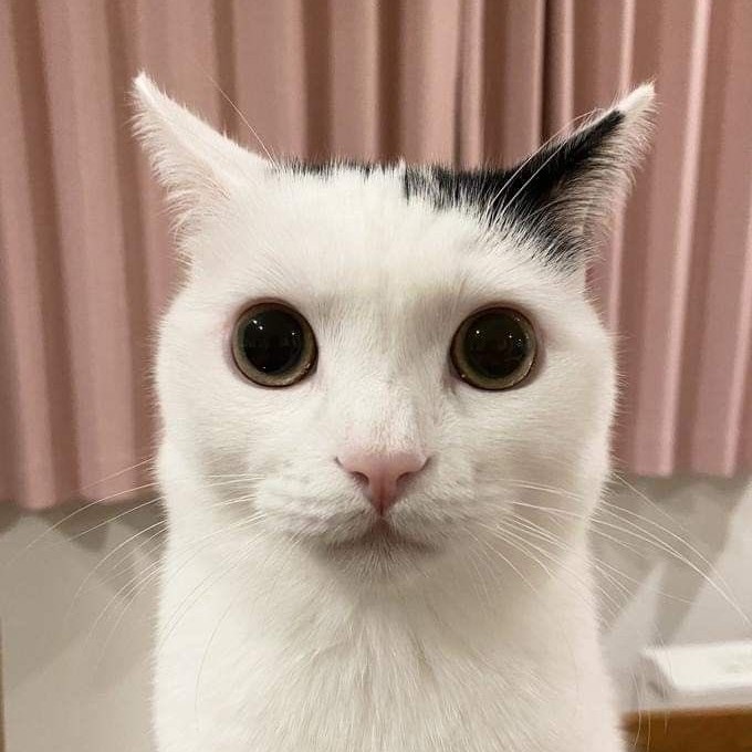kosmo 프로필