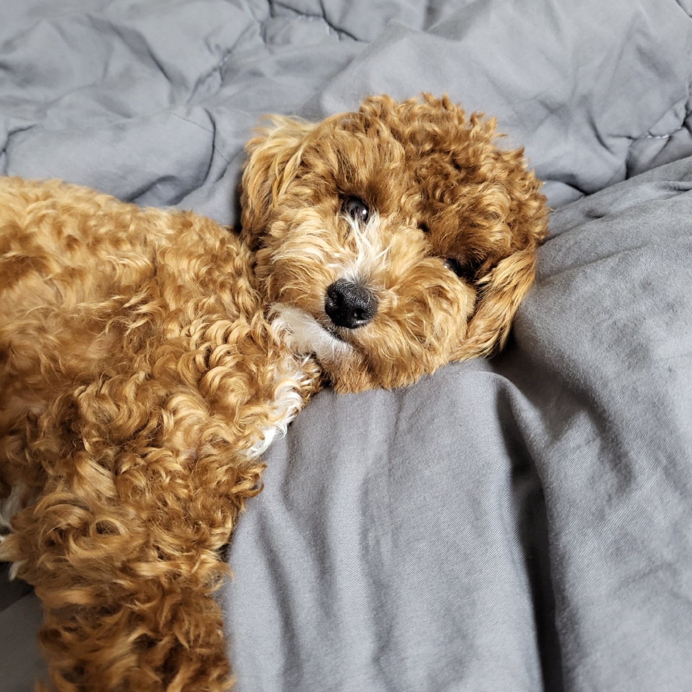 조다니 프로필