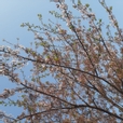 쒸이쒸이