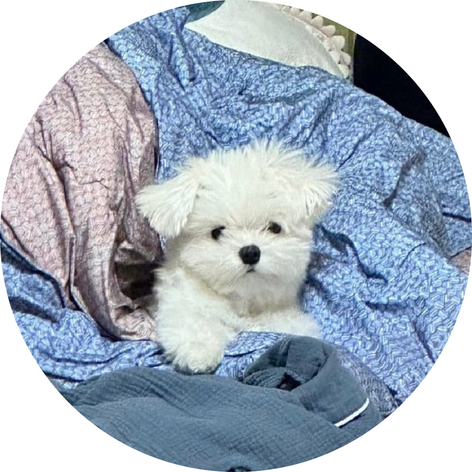 ddodang 프로필