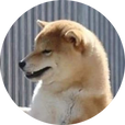 totoni