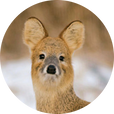 고라화덕