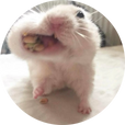 대왕햄찌