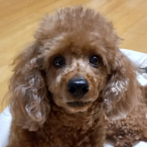 palsik 프로필