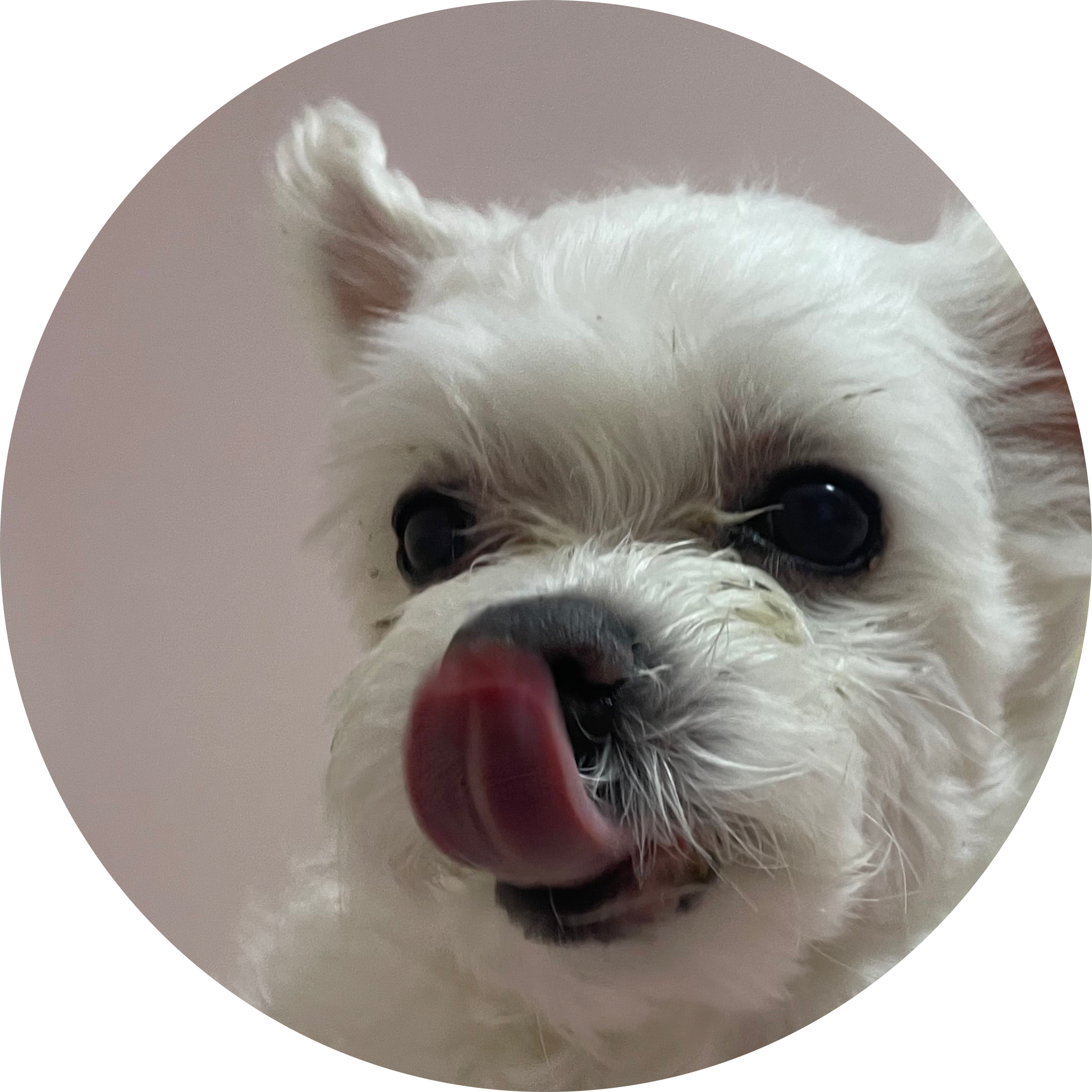 콩이언니쏘 프로필