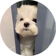 슈붕이