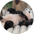 쪼꼬푸우딩