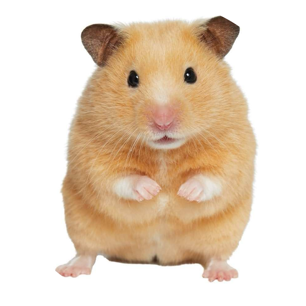 hamm 프로필