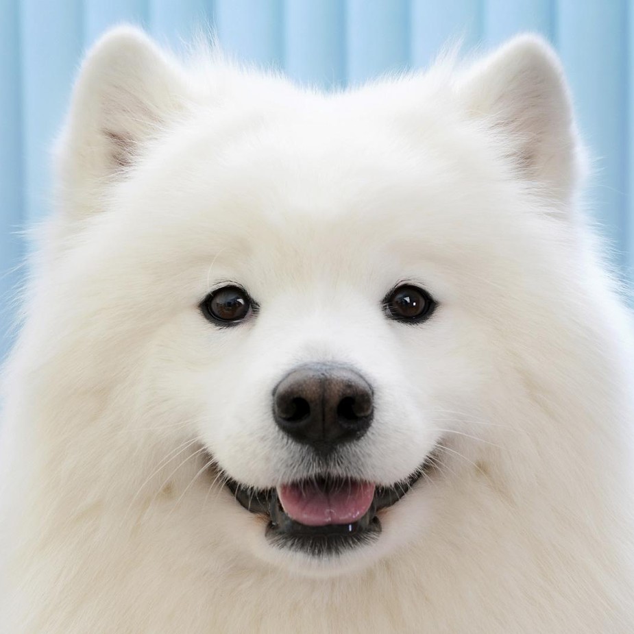 Samoyed 프로필