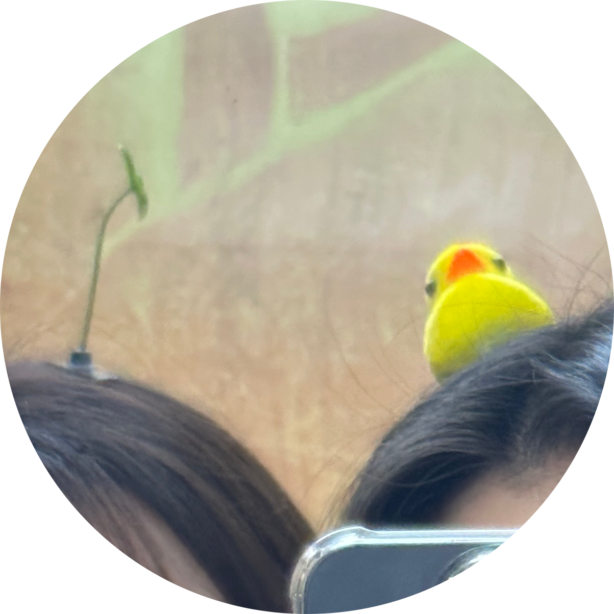 이드니 프로필
