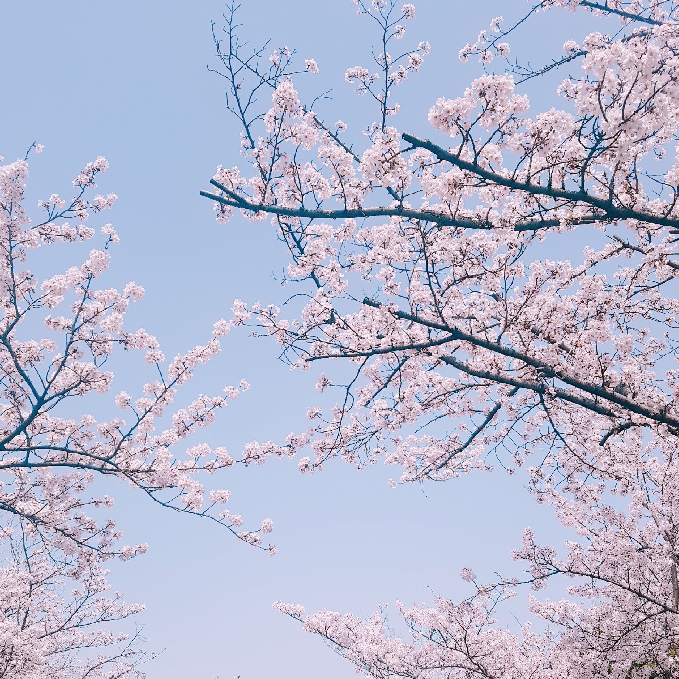 kangmaru 프로필